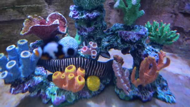 Recifes Coral Tropical Coloridos Belo Subaquático Peixes Coloridos — Vídeo de Stock