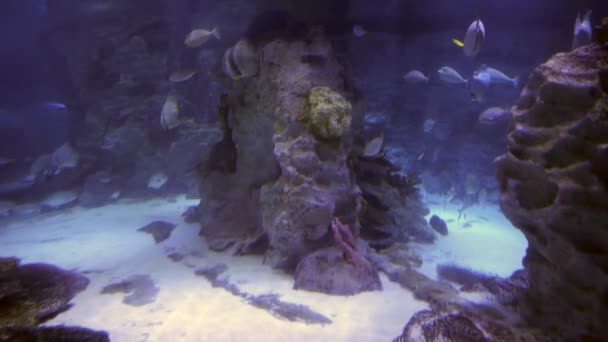 Aquarium Fish Water Close — Stock Video