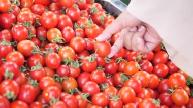 Kadınlar pazarda olgun domates seçiyor.,