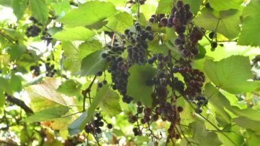 Veneyard 'da büyüyen kırmızı üzümün düşük açılı görüntüsü
