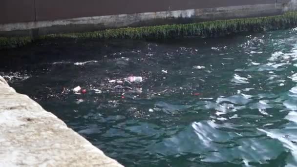 Suyun Üzerindeki Çöplerle Birlikte Kirliliği — Stok video