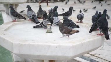 Doğadaki güvercin kuşları 