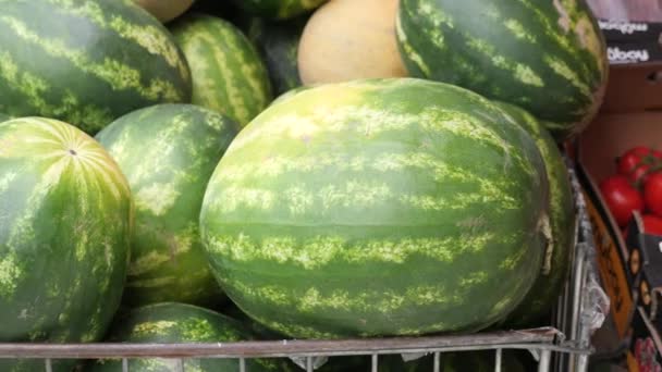 Viele Reife Große Gestreifte Wassermelonen Reihten Sich Aneinander — Stockvideo