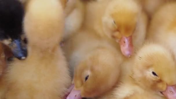 Spousta Malých Kachniček Plazí Pohromadě Vylíhnutí Žlutých Načechraných Kachen — Stock video