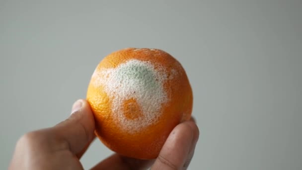 Shnilý Pomeranč Plesnivé Oranžové Držadlo — Stock video