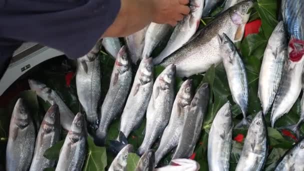 Verse Vis Ijs Bij Plaatselijke Markt — Stockvideo