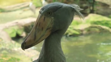 Doğada suda duran ayakkabı faturası. .