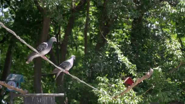 Oiseaux Pigeons Dans Nature — Video
