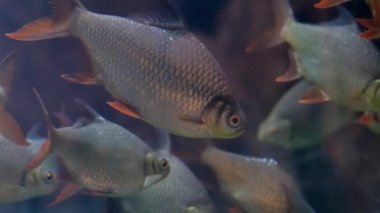 Sudaki akvaryum balığı. Kapatın. .