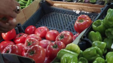 Çiftçilerin elleri önlüklü taze domatesleri tutuyor.