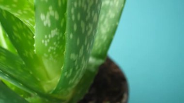Aloe vera yeşil arka planda bir tencerede .