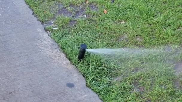 自动浇灌草坪 花园草坪洒水 — 图库视频影像