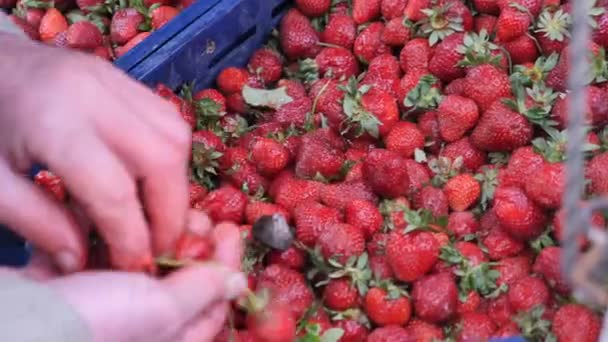 Mensen Plukken Aardbeienfruit Uit Een Emmer — Stockvideo