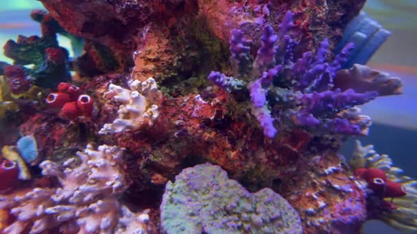 Coloridos Arrecifes Coral Tropical Hermoso Submarino Peces Colores — Vídeos de Stock
