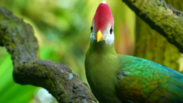 Turaco Cresta Roja Pájaro Verde Con Cabeza Roja Hábitat Natural — Vídeos de Stock