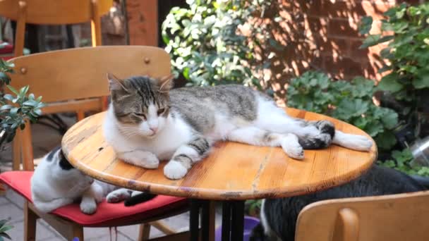 Grå Färg Katt Sitter Stol Istanbul Café Gata — Stockvideo