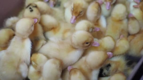 Pek Çok Küçük Ördek Yavrusu Birlikte Sürünüyor Yumurtadan Çıkan Sarı — Stok video