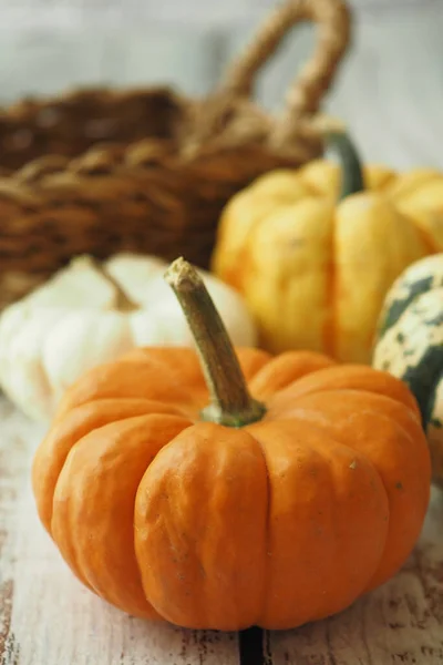 Different types of mini pumpkins color background .