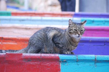  Balattaki renkli merdivenlerde oturan gri renkli kedi. ,