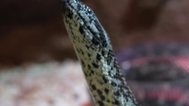 ヘビの皮の背景 蛇は這っている 高品質のフルHd映像 — ストック動画