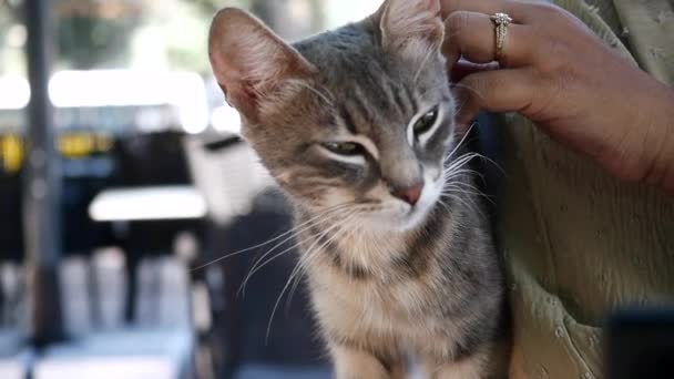 雌性拥抱她的猫 和猫生活在一起的人 — 图库视频影像