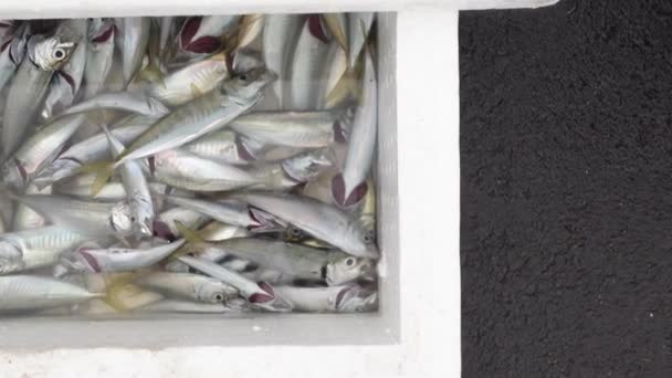 Пойманные Рыбы Оборудование Рыбалки Стамбул — стоковое видео