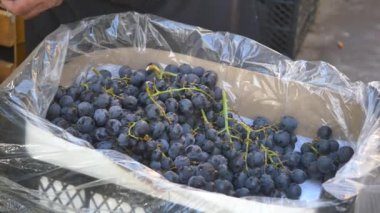 Kovadan taze toplanmış üzümler. .