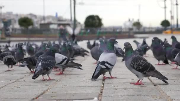 Taubenfütterung Auf Stark Befahrener Straße Istanbul — Stockvideo