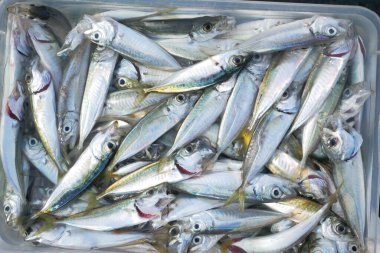 İstanbul 'da balık ve balıkçılık malzemeleri yakalandı..