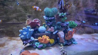 Renkli tropikal mercan resifleri. Güzel sualtı renkli balıklar. .