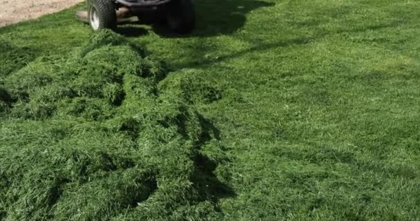 一堆绿色的割草和树叶混在一起 高质量的照片 — 图库视频影像