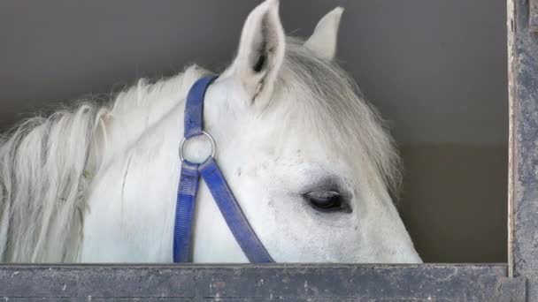 Kuda Putih Beristirahat Dalam Kandang — Stok Video
