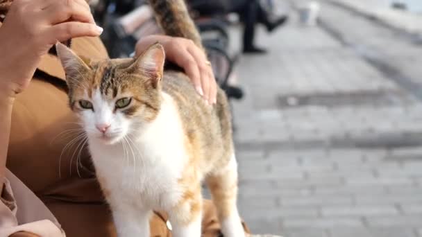 Een Vrouw Die Haar Kat Knuffelt Mensen Leven Met Kat — Stockvideo