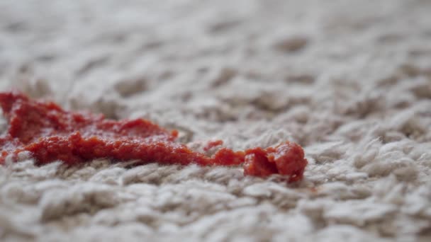 Noda Tomat Karpet Dalam Ruangan — Stok Video