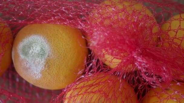 Jeruk Busuk Oranye Berjamur Pada Latar Belakang Warna — Stok Video