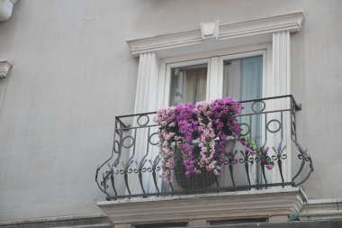 Flowering plants. Blooming flowers on balcony of a house .