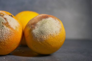 Çürük portakal. Siyah arkaplanda küflü turuncu .