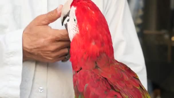 カラフルな赤い緑のマカオのオウムの鳥を人手で閉じる — ストック動画