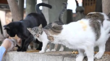 Beslenen kediler kolonisi. Dışarıda yaşayan vahşi kediler