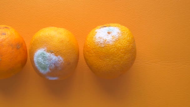 Rotorange Verschimmelte Orange Auf Farbigem Hintergrund — Stockvideo