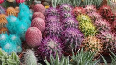 Pazardaki çömleklerde bir sürü kaktüsün yakın çekimi. .