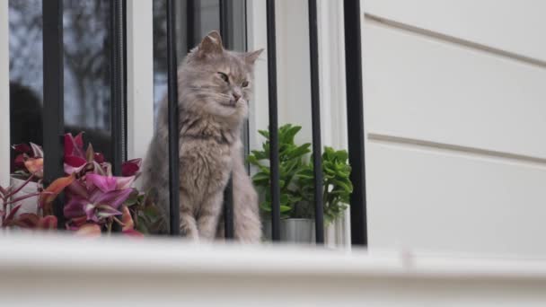 猫坐着看窗外 宠物在等主人 — 图库视频影像