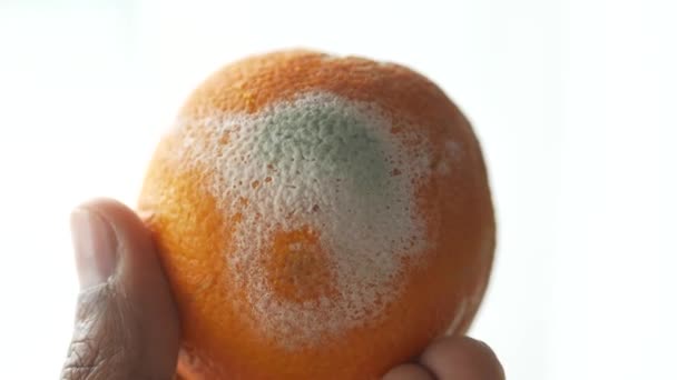 Der Hand Eine Faule Orange Schimmelige Orange — Stockvideo