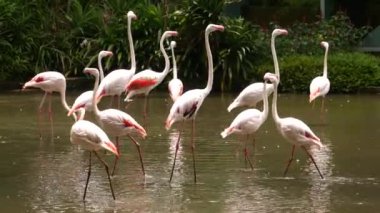 Beyaz ve pembe flamingo bahçe ve doğa arka planındaki tüyleri temizliyor. Yüksek kalite 4k görüntü