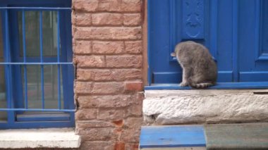  İstanbul Cafe Caddesi 'nde sandalyede oturan gri renkli kedi. .
