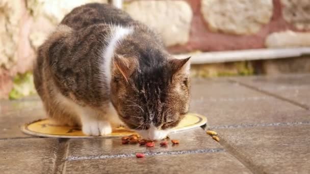 Gato Comendo Fora Tigela Rua — Vídeo de Stock