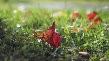 Yeşil çimenlerin üzerine düşen yapraklar. Kuru turuncu yapraklı sonbahar bahçesi