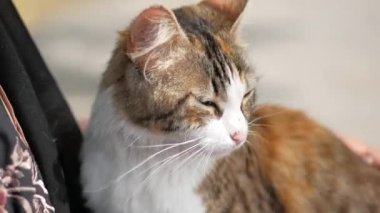 Dişi kedisine sarılıyor. Kediyle yaşayan insanlar.