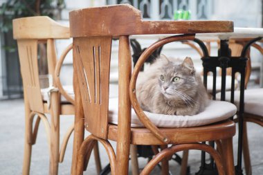  İstanbul Cafe Caddesi 'nde sandalyede oturan gri renkli kedi. .