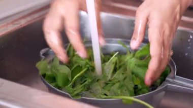 Kadınlar taze ıspanak yapraklarını sıcak suyla yıkıyorlar. .
